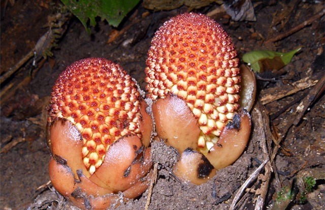 Dó đất cúc phương Balanophora cucphuongensis