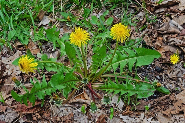 Hình ảnh cây Bồ Công Anh - Taraxacum officinale Dandelion
