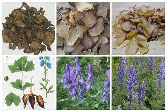 Cây và vị thuốc phụ tử - Cây ô đầu (Aconitum carmichaelii Debx), họ hoàng liên (Ranunculaceae.)