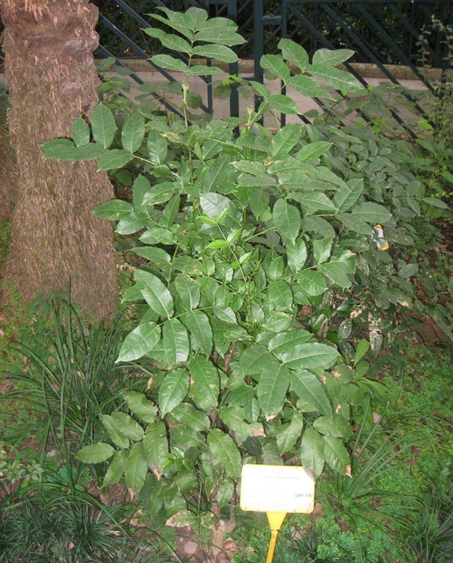 Hình ảnh và mô tả Cây Hạt sẻn (Zanthoxylum nitidum)