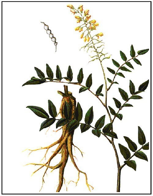 Thông tin Dược Liệu