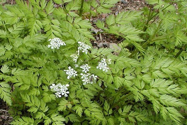 Hình ảnh Xuyên khung - Ligusticum wallichii Franch., thuộc họ Hoa tán - Apiaceae.