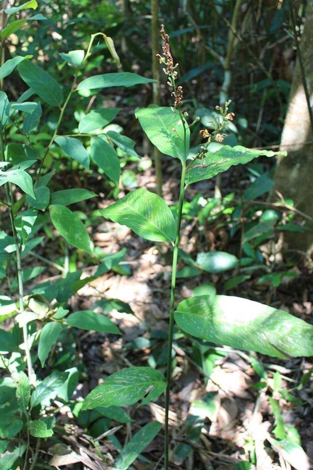 Hình ảnh mô tả cây Riềng rừng - Alpinia conchigera