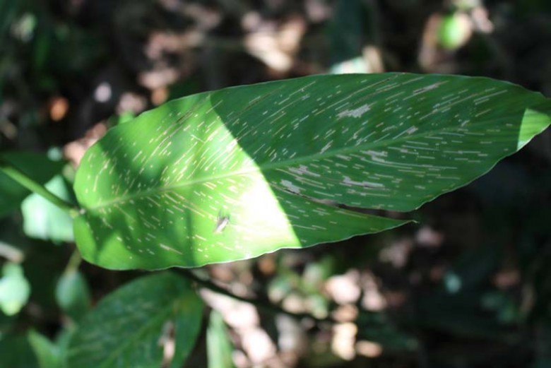 Lá cây Riềng rừng - Alpinia conchigera Criff