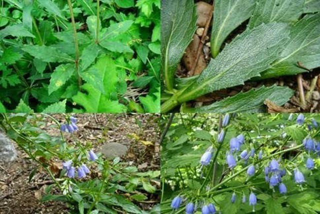 Hình ảnh và mô tả cây Nam sa sâm, Sa sâm lá vòng - Adenophora tetraphylla (Thunb.)