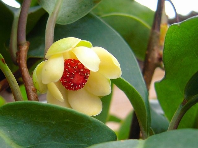 Hình ảnh và mô tả cây Na rừng, Dây xưn xe, Nắm cơm, Ngũ vị nam - Kadsura coccinea (Lem) A. C. Smi (K.chinensis Hance)