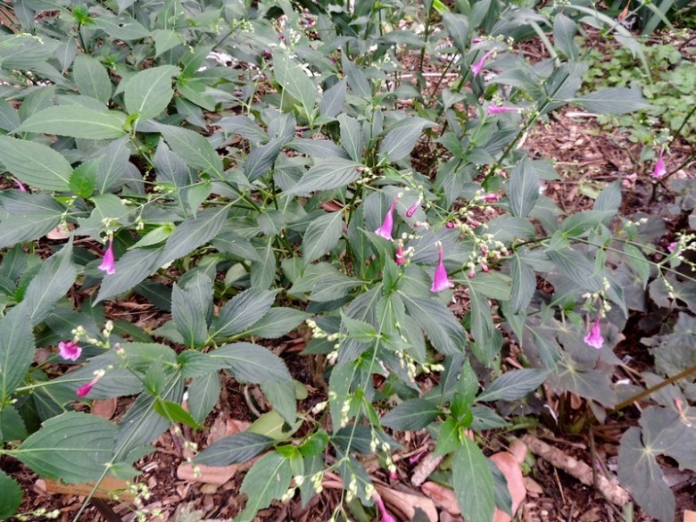 Chàm mèo còn gọi là chàm lá to, tên khoa học là Strobilanthes flaccidifolius Nees