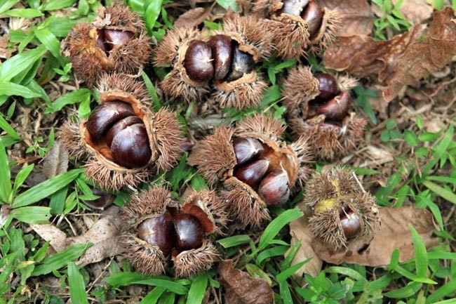 Hình ảnh Dẻ trùng khánh; Dẻ cao bằng; dẻ pố tấu - Castanea mollissima Blume, thuộc họ Dẻ- Fagaceae.