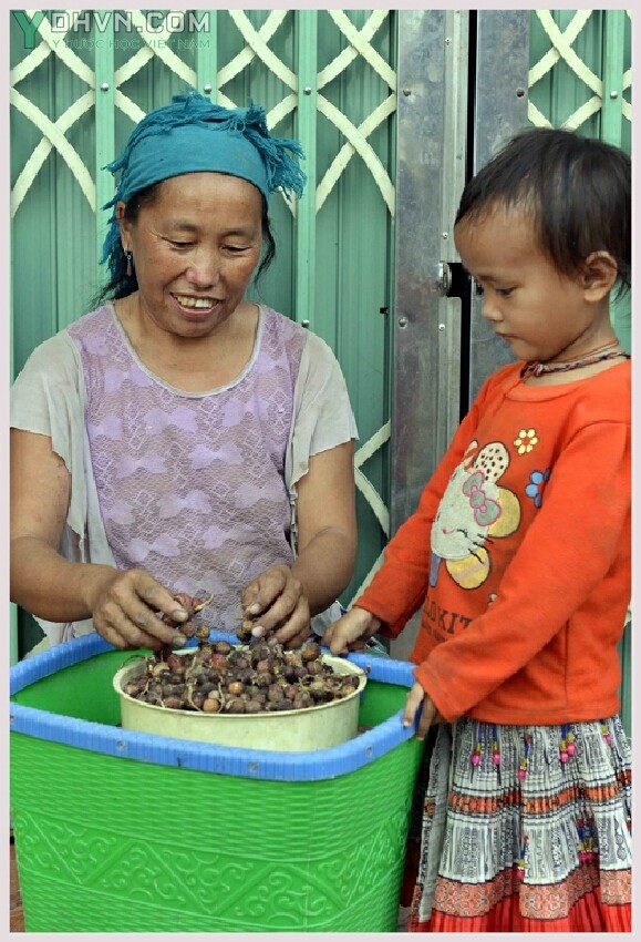 Nhiều hộ đồng bào Mông thoát nghèo nhờ trồng cây sa nhân.