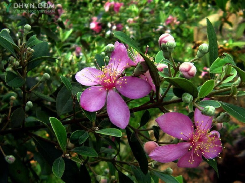 Cây Sim - Rhodomyrtus tomentosa (Ait.) Hassk., thuộc họ Sim - Myrtaceae.