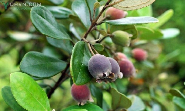 Hình ảnh quả Sim chín