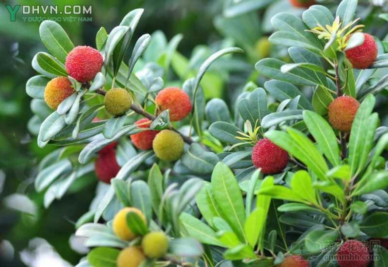 Cây Dâu rượu, Thanh mai - Myrica esculenta Buch. – Ham. ex D. Don (M. sapida Wall.), thuộc họ Dâu rượu - Myricaceae.