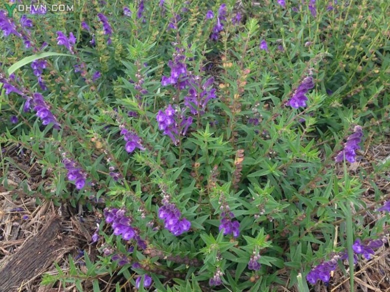 Cây Hoàng cầm có tên khoa học: Scutellaria baicalensis Georgi (S. macrantha Fisch.), thuộc họ Hoa môi - Lamiaceae.