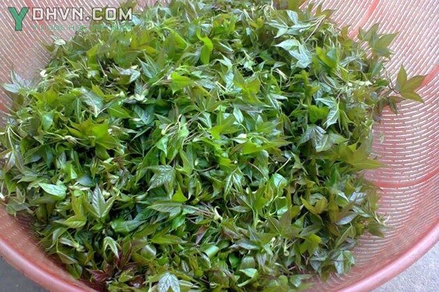 Cây Sau sau, Sau trắng, Cây cổ yếm, Cây lau thau - Liquidambar formosana Hance, thuộc họ Sau sau - Altingiaceae.