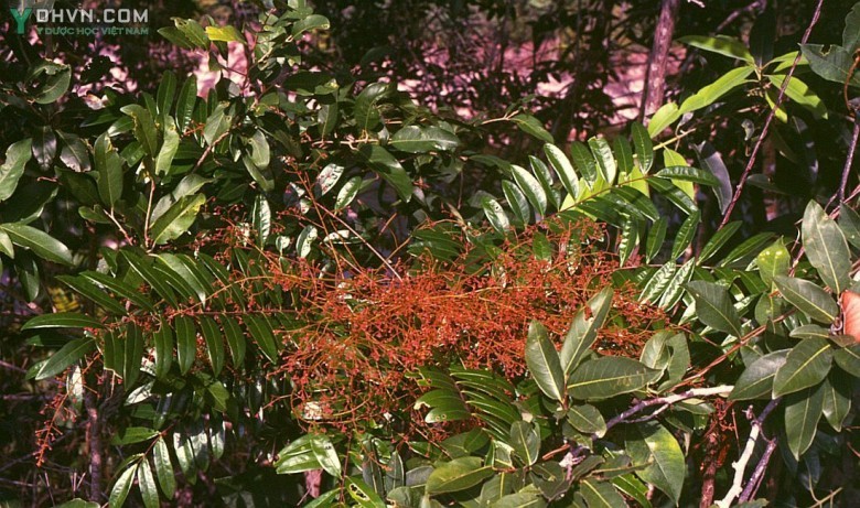 Cây Bách bệnh, Bá bệnh hay Mật thơm - Eurycoma longifolia jack subsp longifolia, thuộc họ Thanh thất - Sinaroubaceae.