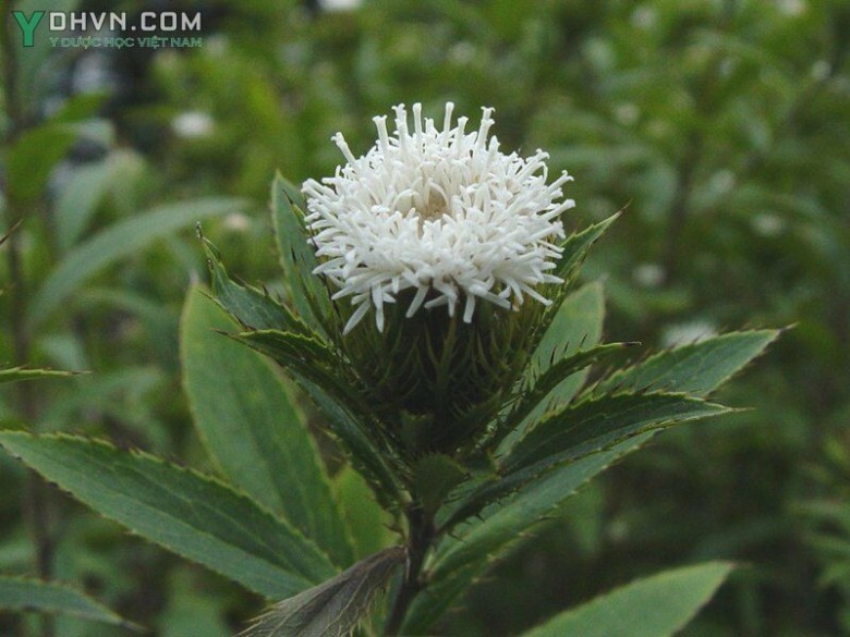 Cây Thương truật - Atractylodes lancea (Thunb.) DC, thuộc họ Cúc - Asteraceae.