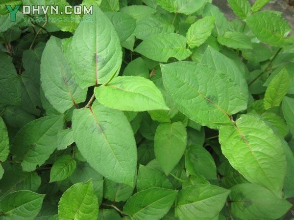 Thồm lồm còn có tên gọi khác là: Đuôi tôm hoặc Lá lồm