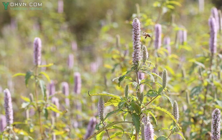Cây Bạc hà cay - Mentha x piperita L., thuộc họ Hoa môi- Lamiaceae.