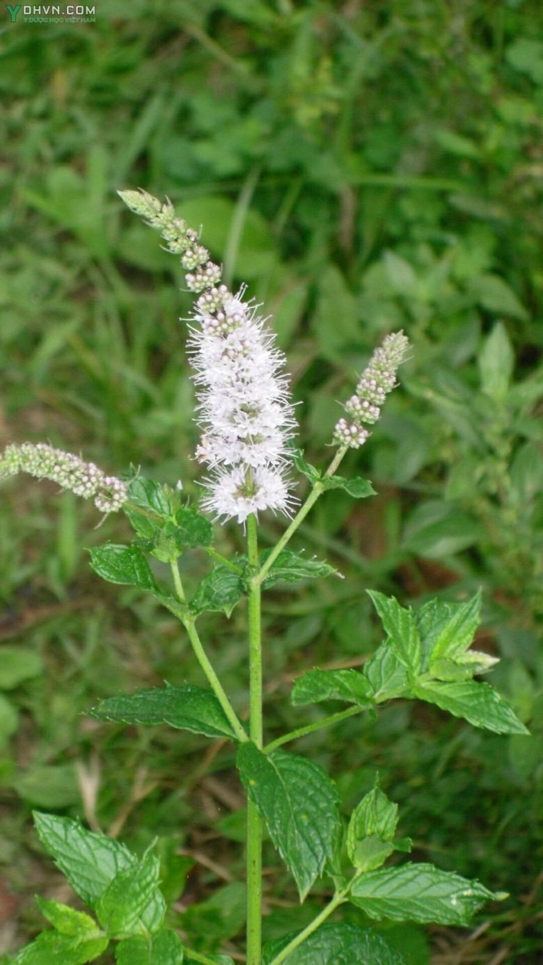 Cây Bạc hà lục - Mentha spicata (L.) E.M. Huds, thuộc họ Hoa môi - Lamiaceae.