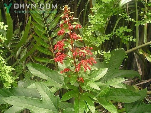 Cây Mò đỏ, Bấn đỏ, Vây đỏ, Ngọc nữ đỏ - Clerodendrum paniculatum L., thuộc họ Cỏ roi ngựa - Verbenaceae.
