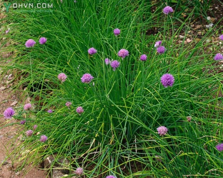 Cây Hành tăm, Hành trắng, Nén - Allium schoenoprasum L., thuộc họ Hành - Alliaceae.