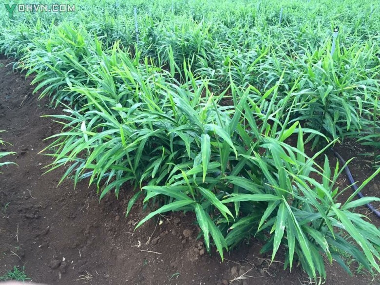 Cây Gừng, Khương - Zingiber officinale (Willd.) Roscoe, thuộc họ Gừng - Zingiberaceae.