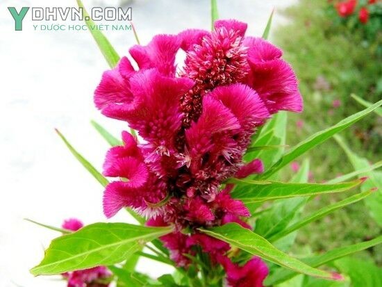 Cây Mào gà, Bông mồng gà - Celosia cristata L. (C.argentea L. var. eristata Voss) thuộc họ Rau dền - Amaranthaceae.