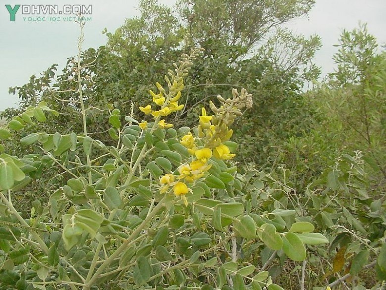 Cây Hòe lông, Cây chuỗi hột - Sophora tomentosa L., thuộc họ Đậu – Fabaceae.