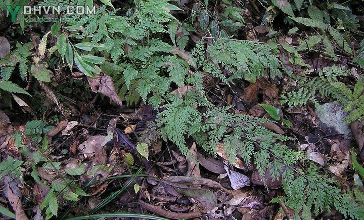 Cây Ô quyết, Ô cửu, Hành đen - Stenoloma chusanum (L.) Ching (Adiantum chusanum L.), thuộc họ Liên sơn - Lindsaeaceae.