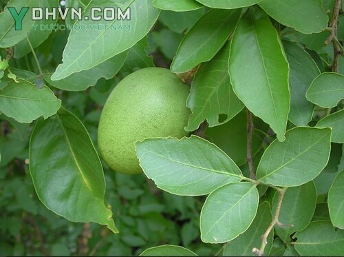 Cây Bầu nâu, Cây trái nấm - Aegle marmelos (L.) Correa, thuộc họ Cam - Rutaceae.