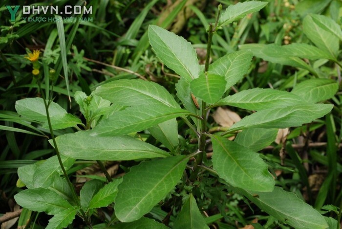 Cây Bầu đất hoa vàng, Kim thất giả - Gynura divaricata (L.) DC., thuộc họ Cúc - Asteraceae.