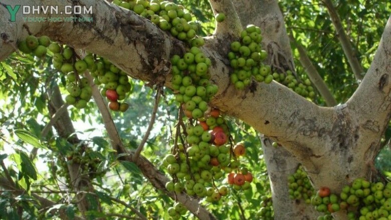 Cây Sung, Ưu đàm thụ - Ficus racemosa L., thuộc họ Dâu tằm - Moraceae.