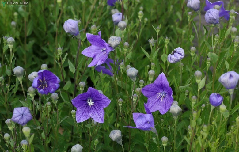 Cây Cát cánh - Platycodon grandiflorum (Jacq) A. DC, thuộc họ Hoa chuông - Campanulaceae.