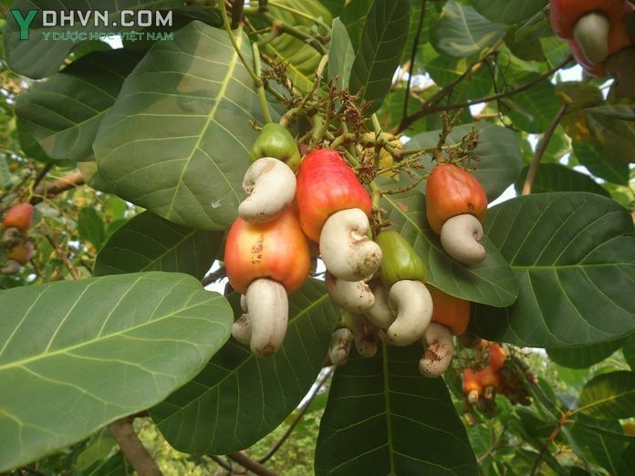 Cây Ðào lộn hột, Ðiều - Anacardium occidentale L., thuộc họ Ðào lộn hột - Anacardiaceae.