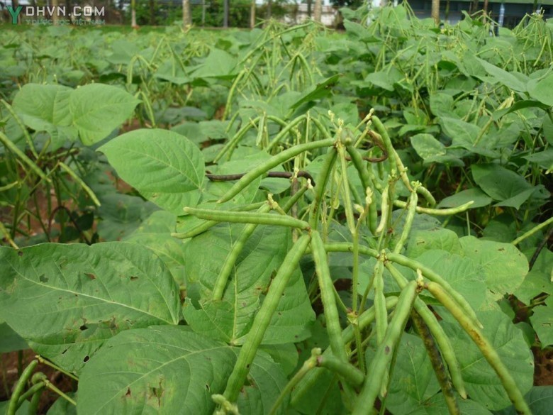 Cây Đậu xanh, Đậu chè hay Dâu tằm - Vigna radiata (L.) Wilczek var. radiata (Phaseolus radiatus L.), thuộc họ Đậu - Fabaceae.