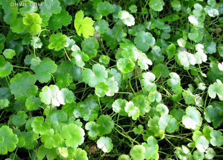 Cây Rau má mỡ, Rau má họ, Rau má chuột - Hydrocotyle sibthorpioides Lam (H. rotumdifolia Roxb), thuộc họ Hoa tán - Apiaceae.