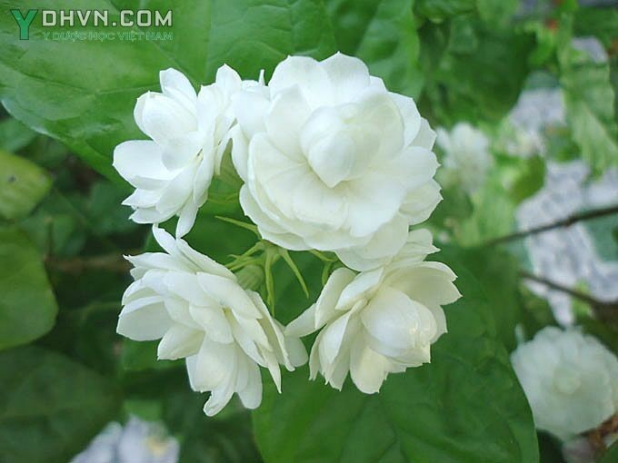 Cây Nhài, Lài - Jasminum sambac (L.), Ait., thuộc họ Nhài - Oleaceae.