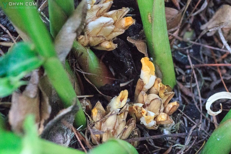 Cây Bạch đậu khấu - Amomum krervanh Pierre (A.Kravanh Pierre ex Gagnep.), thuộc họ Gừng - Zingiberaceae