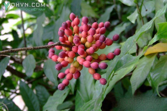 Cây Giẻ, Hoa dẻ thơm, Nối côi, Chập chại - Desmos chinensis Lour., thuộc họ Na - Annonaceae.
