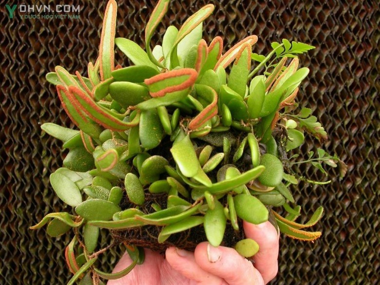 Cây Lưỡi mèo tai chuột - Pyrrosia lanceolata (L.) Farw. (P. adnascens (Sw.) Ching), thuộc họ Ráng - Polypodiaceae.