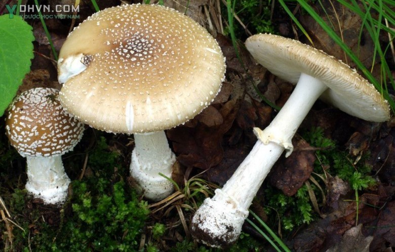 Cây Nấm mụn trắng, Nấm tán da báo - Amanita pantherina (Fr..) Quél., thuộc họ Nấm tán - Amanitaceae.