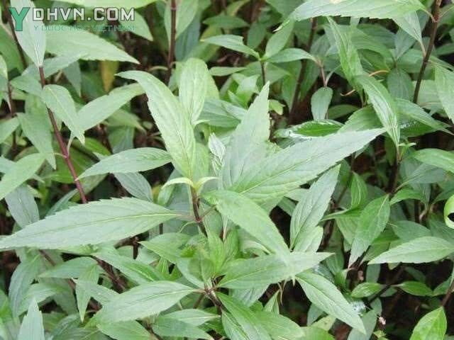 Cây Mần tưới, Hương thảo, Trạch lan - Eupatorium fortunei Turez, thuộc họ Cúc - Asteraceae.