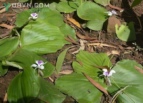 Cây Địa liền, Thiền liền - Kaempferia galanga L., thuộc họ Gừng - Zingiberaceae.
