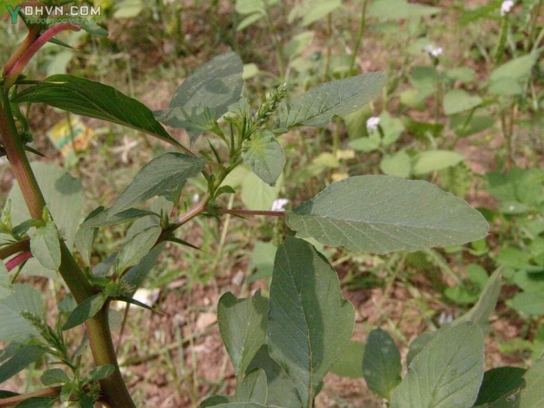 Cây Dền gai hay Rau dền gai - Amaranthus spinosus L., thuộc họ Rau dền - Amaranthaceae.
