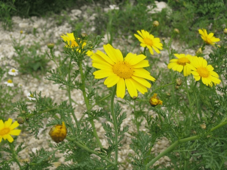 Cây Cải cúc, Cúc tần ô, Rau cúc, Rau tần ô - Chrysanthemum coronarium L., thuộc họ Cúc - Asteraceae.