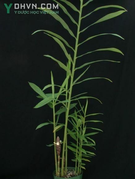 Hình ảnh cây Gừng dại, Gừng tía, Zơrơng - Zingiber parpureum Roscoe (Z. cassumunar Roxb.), thuộc họ Gừng - Zingiberaceae.
