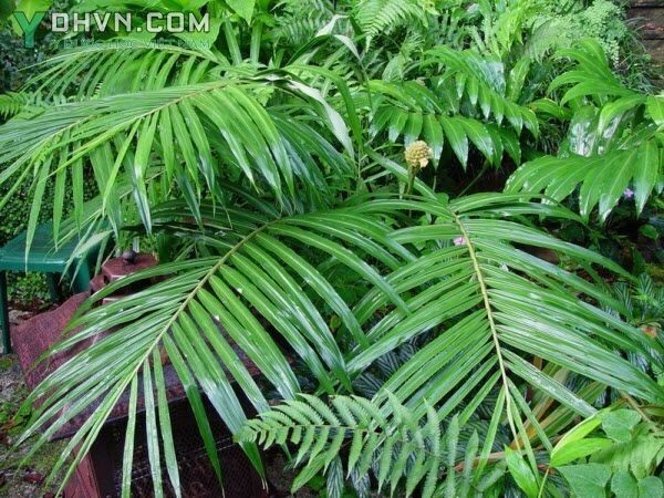 Hình ảnh cây Gừng lúa, ngải trặc - Zingiber gramineum Blume, thuộc họ Gừng - Zingiberaceae.