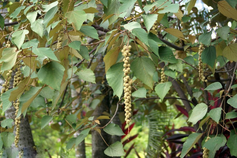 Hình ảnh lá và hoa, quả  cây Bùm bụp, Bùng bục, Ba bét trắng, Cây ruông - Mallotus apelta (Lour.) Muell