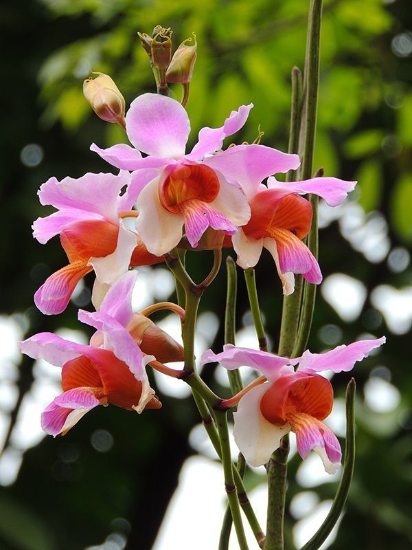 Hình ảnh cây Vân đa cành giao, Vân lan - Papilionanthe teres (Roxb.)