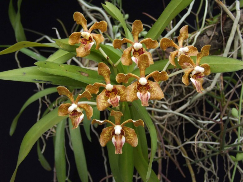 Hình ảnh cây Vân đa đồng màu, Tùng lan, Huệ đà một màu - Vanda concolor Blume ex Lindl